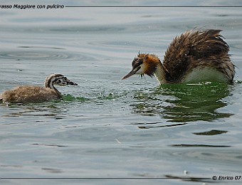 Animali 090